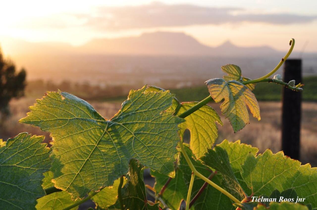 Mooiplaas Wine Estate Apartment Stellenbosch Luaran gambar